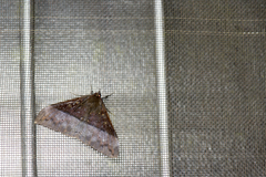 Ischyja manlia