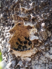 Partamona combinata
