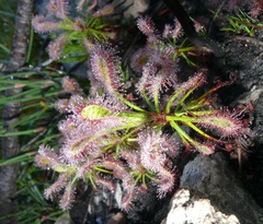Drosera glabripes