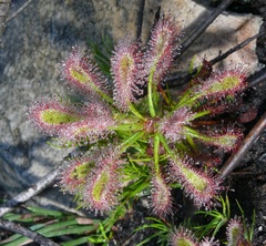 Drosera glabripes