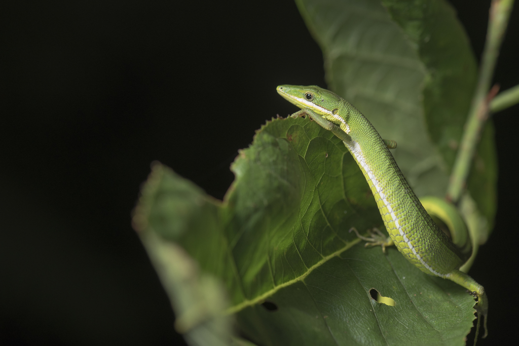 Koshun Grass Lizard