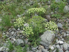 Heracleum leskovii