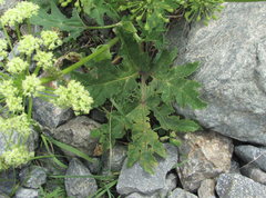Heracleum leskovii