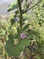 Malva nicaeensis