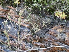 Staavia phylicoides