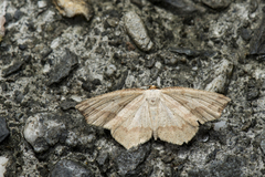 Pareclipsis serrulata