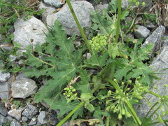 Heracleum leskovii