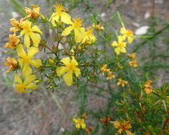 Hypericum fasciculatum