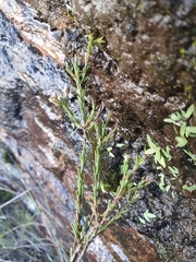 Staavia phylicoides