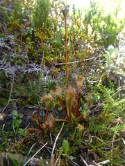 Drosera stenopetala