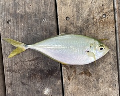 Chloroscombrus chrysurus