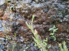 Staavia phylicoides