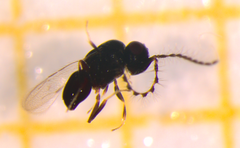 Aphanogmus
