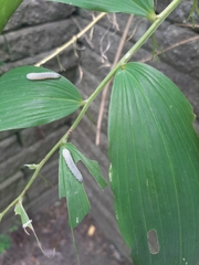 Phymatocera aterrima