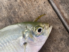 Chloroscombrus chrysurus