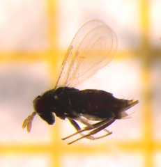 Aphelinidae