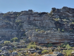 Staavia phylicoides