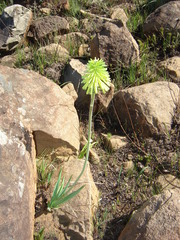 Kniphofia drepanophylla