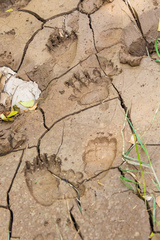 Ursus arctos isabellinus