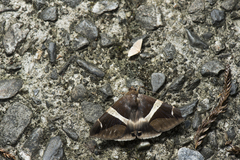 Bastilla praetermissa
