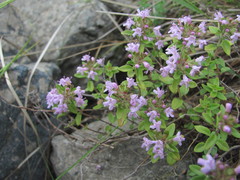 Thymus caucasicus