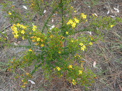Hypericum fasciculatum