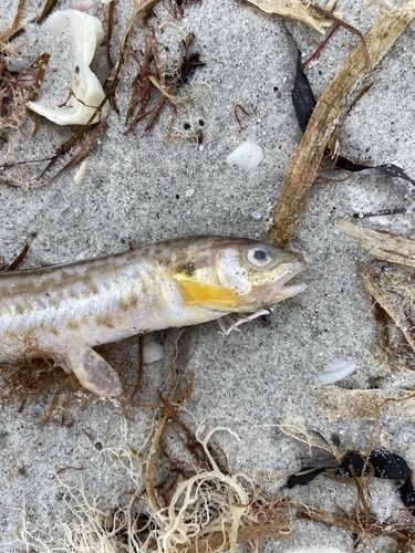 Blotched cusk-eel (Ophidion grayi) — Ophidiidae — 3