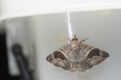 Bastilla joviana joviana
