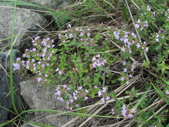 Thymus caucasicus