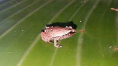 Plethodontohyla