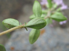 Thymus caucasicus