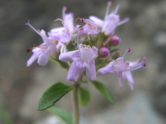 Thymus caucasicus