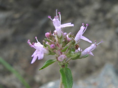 Thymus caucasicus