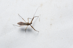 Epidaus sexspinus