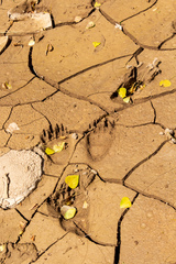 Ursus arctos isabellinus