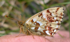 Boloria alaskensis