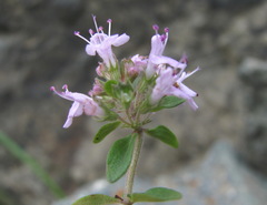 Thymus caucasicus