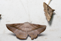 Sarcinodes yaeyamana