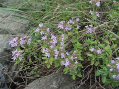 Thymus caucasicus