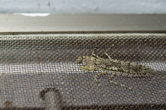 Theopompa ophthalmica