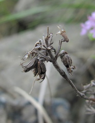 Thymus caucasicus
