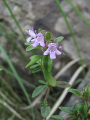 Thymus caucasicus