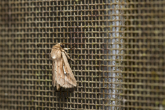 Mythimna changi