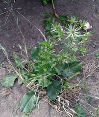 Eryngium planum