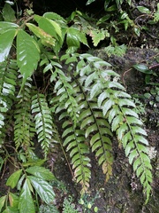 Polystichum formosanum