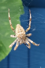 Araneus diadematus