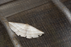 Sarcinodes aequilinearia