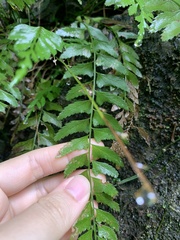 Polystichum formosanum