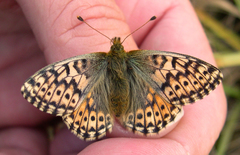 Boloria alaskensis