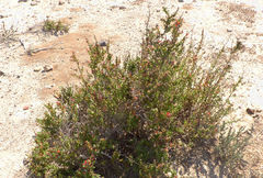 Suaeda pruinosa